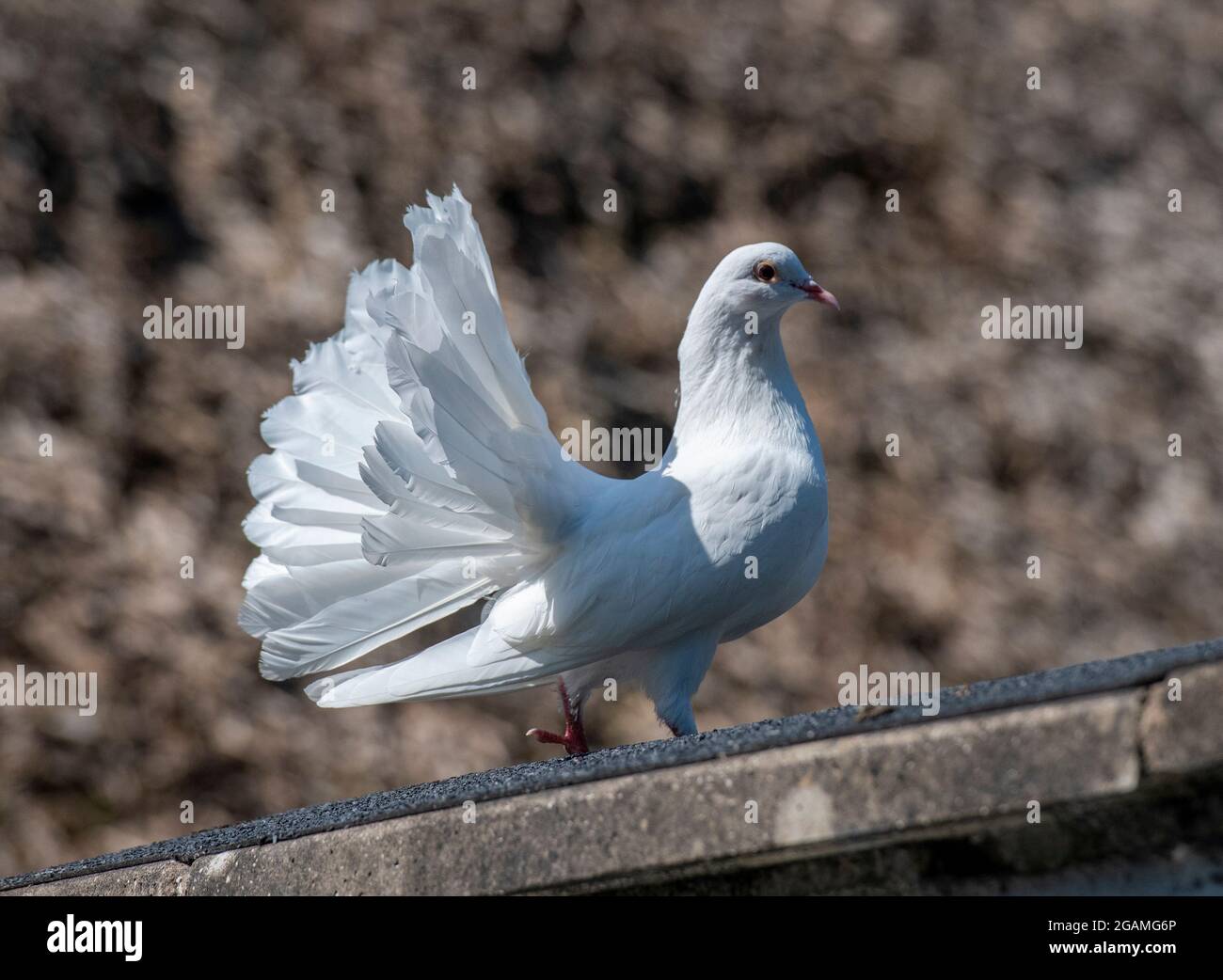 Weiße Taube, Taube mit gebräuntem Schwanz, Taube mit Schwanzfedern, gefiederter Freund, weißer Vogel, weiße Taube, zuckend, Vogelbeobachtung, Vogelbeobachtung, Tierwelt Stockfoto