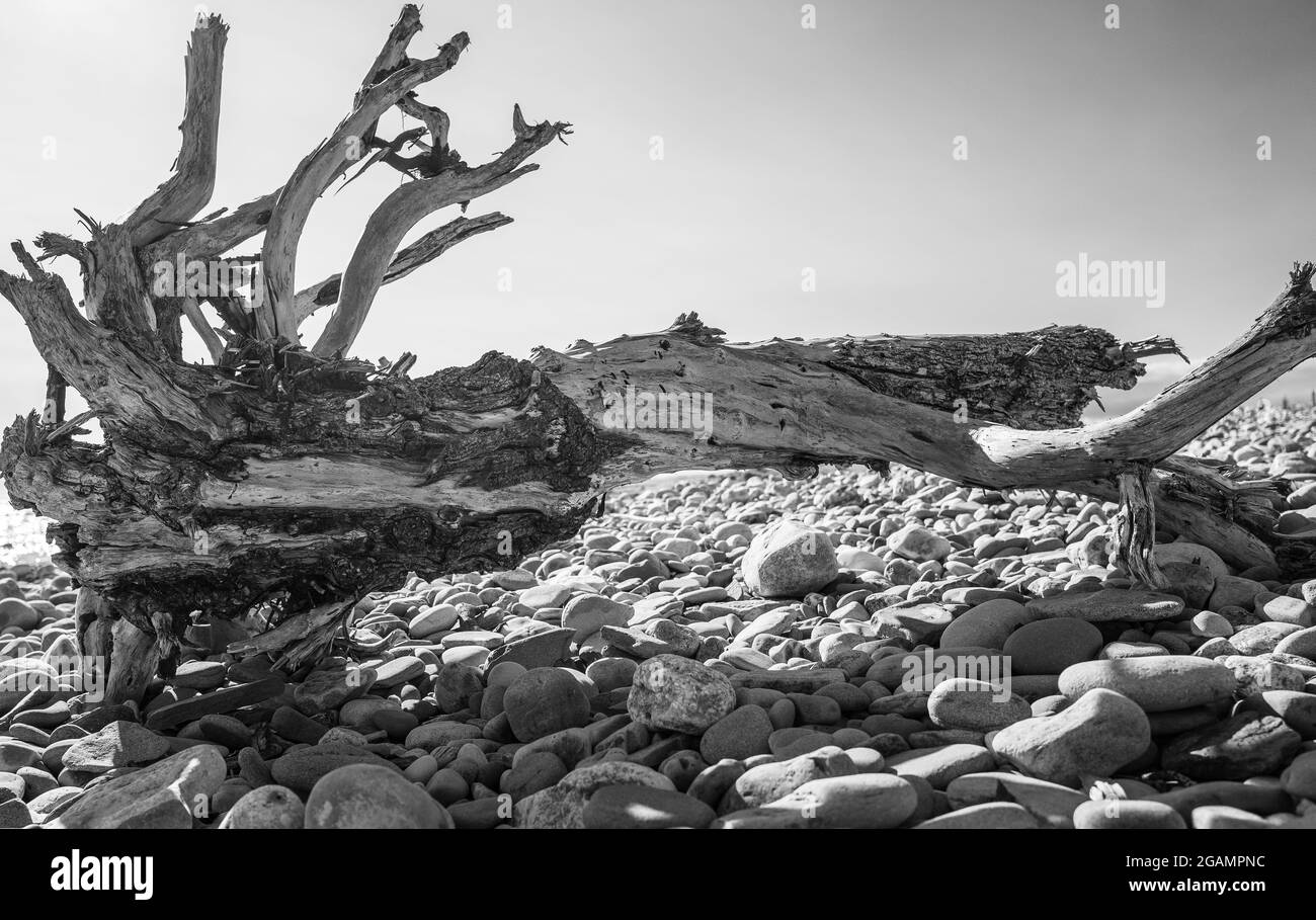 Verdrehter Treibholzbaum an einem walisischen Strand Stockfoto
