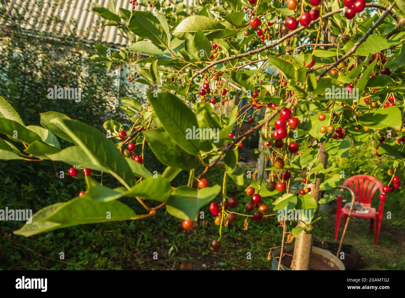 Die reifen Beeren hängen auf dem Ast des Kirschbaums. Das Foto wurde in Tscheljabinsk, Russland, aufgenommen. Stockfoto