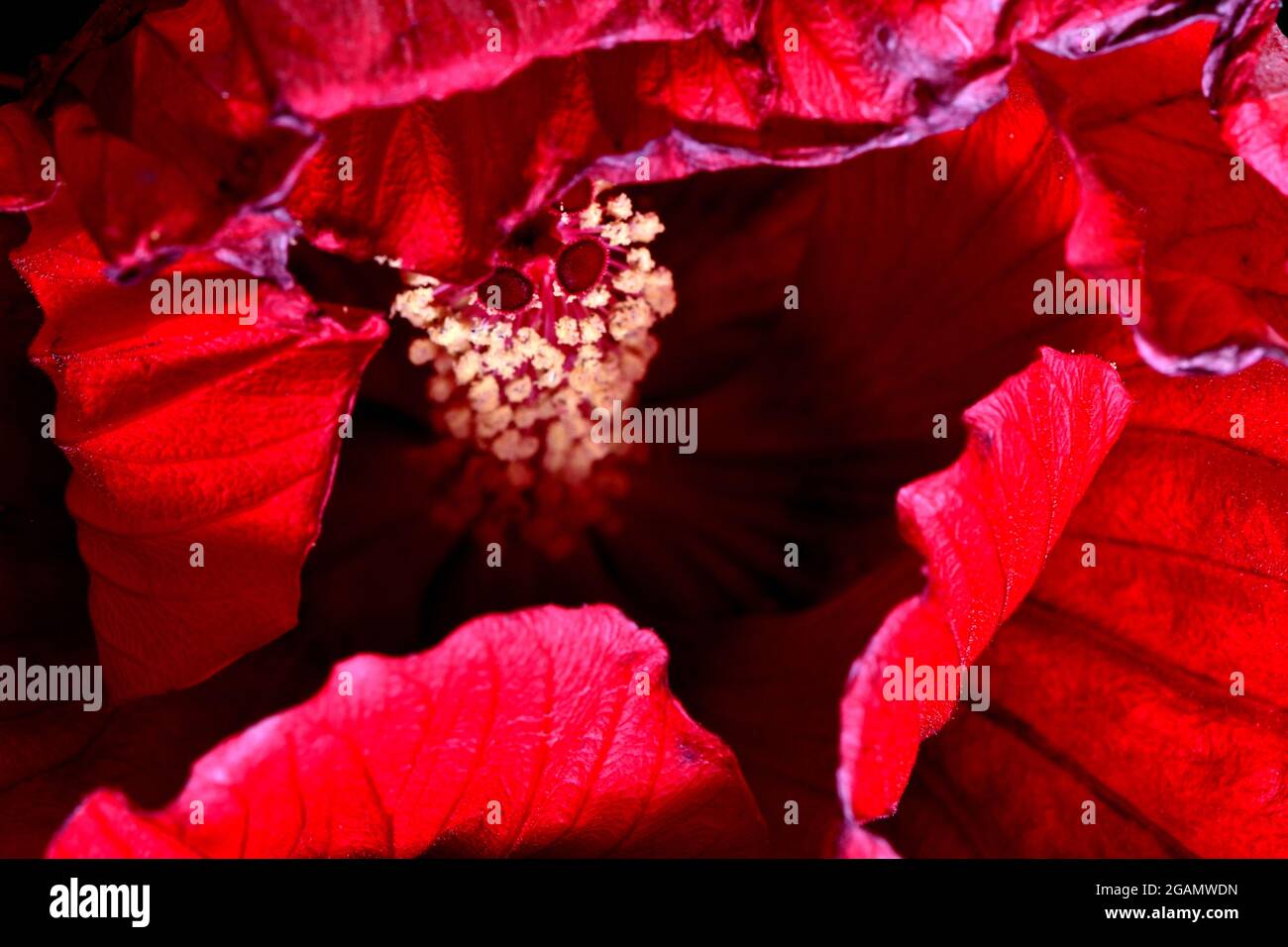 Die Vorderseite einer zusammengebrochenen roten, robusten Hibiskusblüte (Blüte) zeigt die Blütenkrone, die die männlichen (Staubgefäße) und weiblichen (Pistill) Fortpflanzungsorgane umgibt Stockfoto