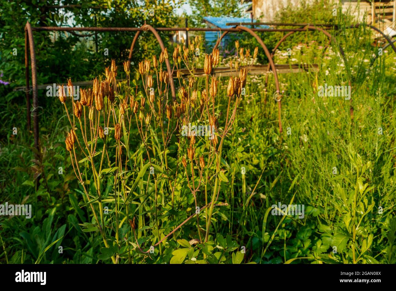 Pflanzen wachsen im Garten inmitten des Grüns. Das Foto wurde in Tscheljabinsk, Russland, aufgenommen. Stockfoto