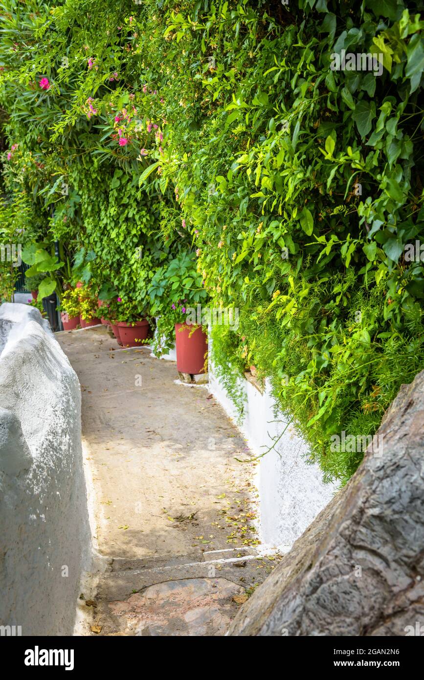 Schmale Straße in Anafiotika, Plaka-Viertel, Athen, Griechenland. Plaka ist Touristenattraktion von Athen. Alte grüne gemütliche Gasse mit Pflanzen und Blumen im AC Stockfoto