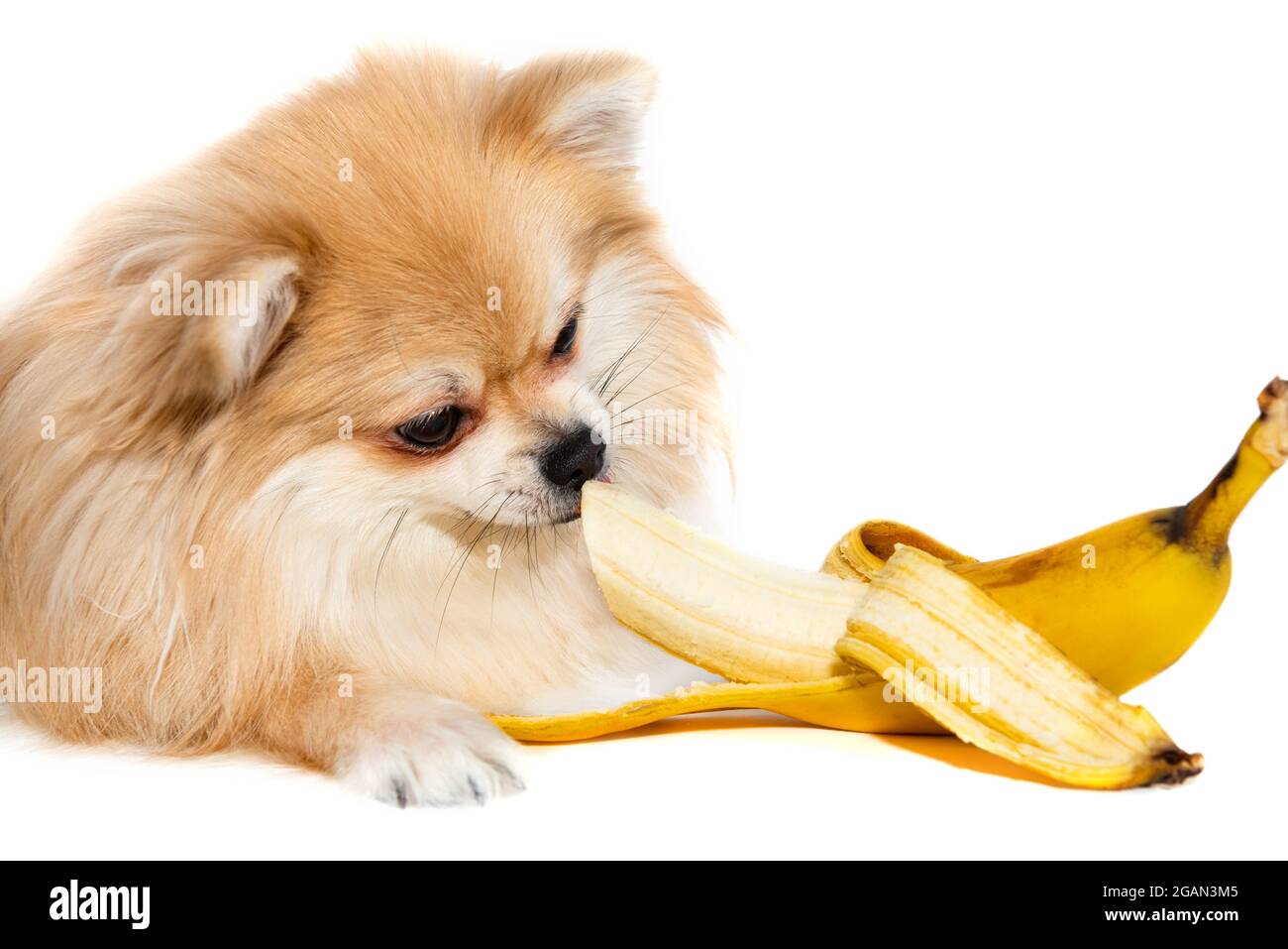 Modsatte hvordan man bruger Tegn et billede Pommern isst eine Banane. Hund essen Obst auf weißem Hintergrund.  Pommersche Elite isoliert. Essen Stockfotografie - Alamy