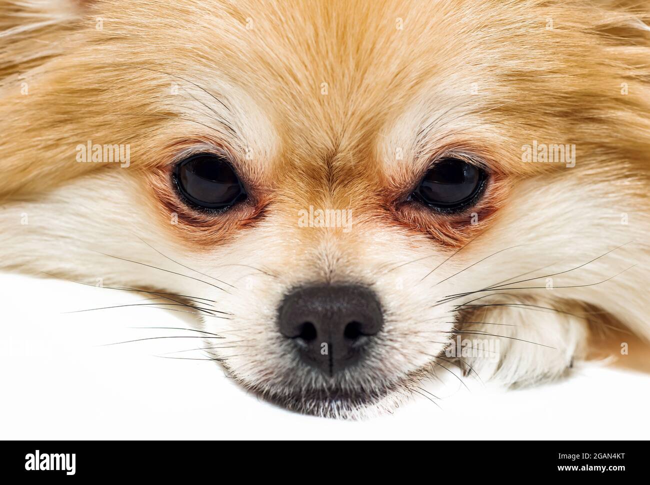 Pommersche Nahaufnahme. Hundegesicht auf weißem Hintergrund. Hund Stockfoto