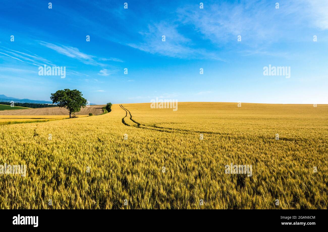 Reifenspuren inmitten eines Weizenfeldes, Departement Puy de Dome, Auvergne Rhone Alpes, Frankreich, Europa Stockfoto
