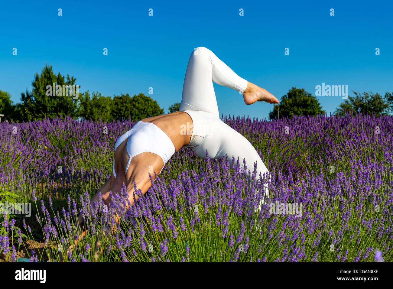 Yoga-Übungen in einem blühenden Lavendelfeld. Eine Frau, die die erste Variante von „Chakrasana“ macht, die Brückenpose. Stockfoto