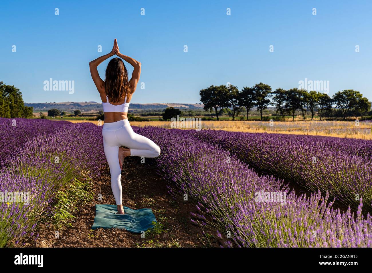 Morgengymnastik in einem blühenden Lavendelfeld. Eine Frau - von hinten betrachtet - die Baumhaltung. Stockfoto