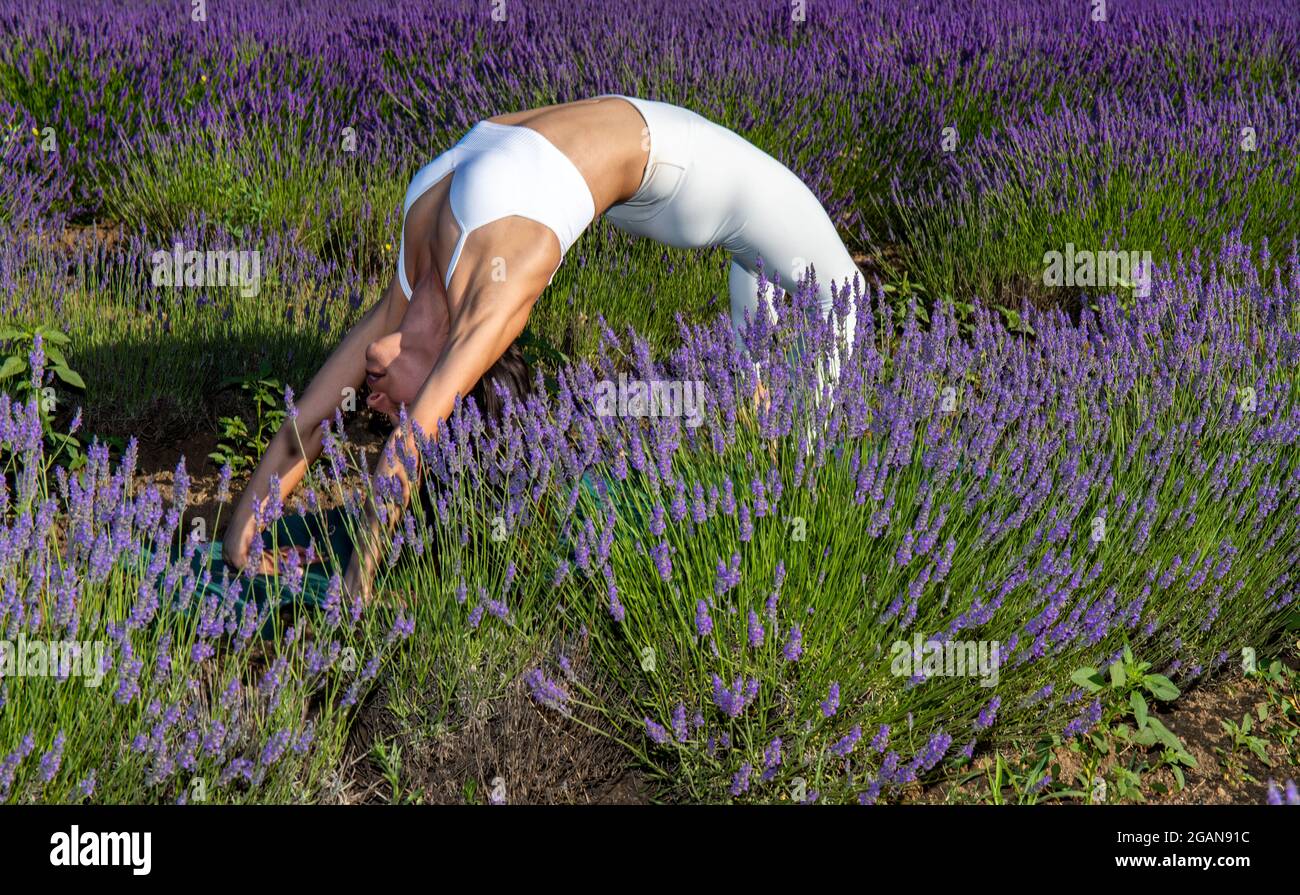 Am frühen Morgen Yoga-Übungen in einem blühenden Lavendelfeld. Eine Frau, die „Chakrasana“, die Brückenpose, umringt von Lavendelblüten macht. Stockfoto