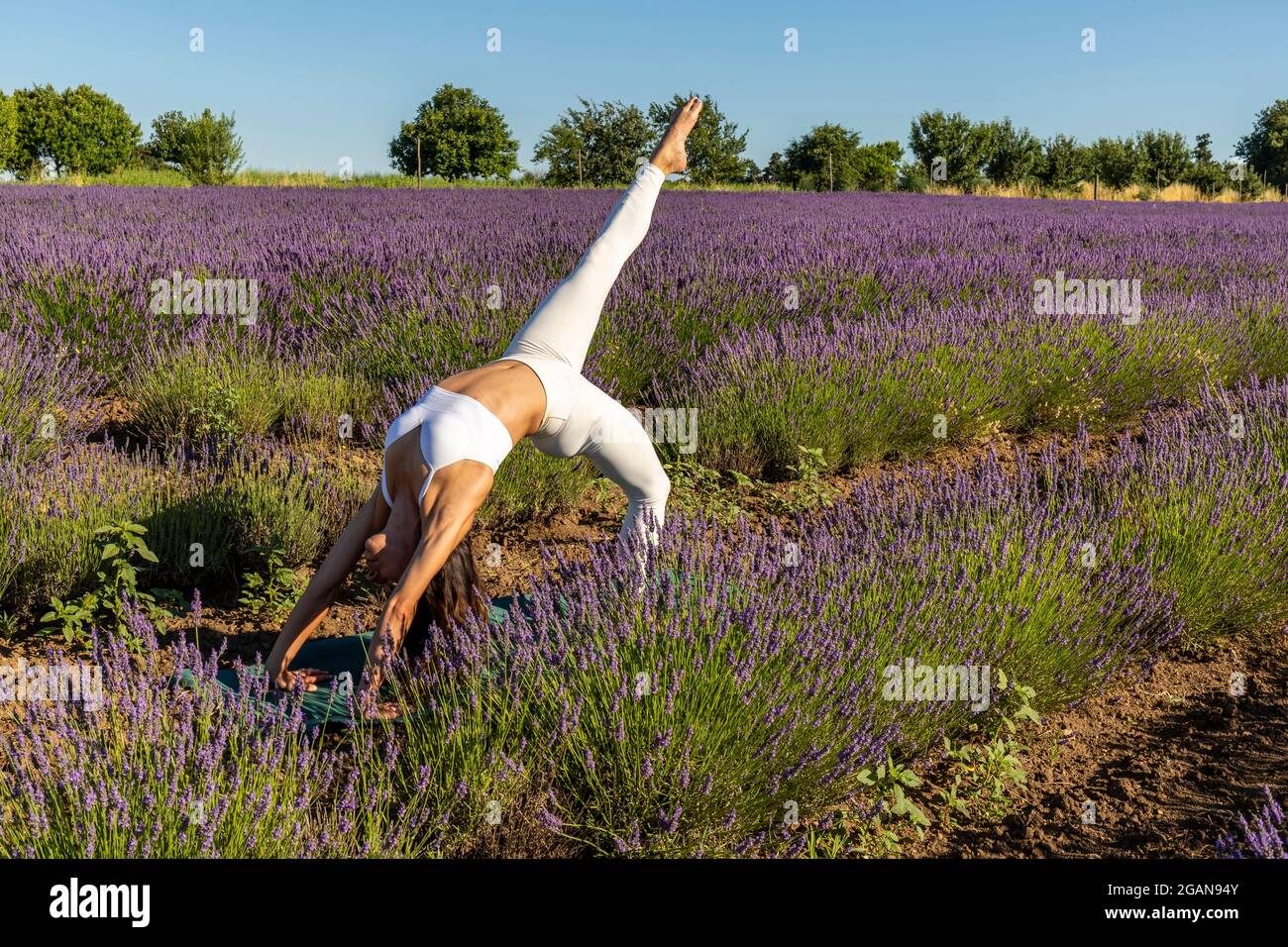 Yoga-Übungen in einem blühenden Lavendelfeld. Eine Frau, die Variante 2 von „Chakrasana“ macht, die Brückenpose Stockfoto