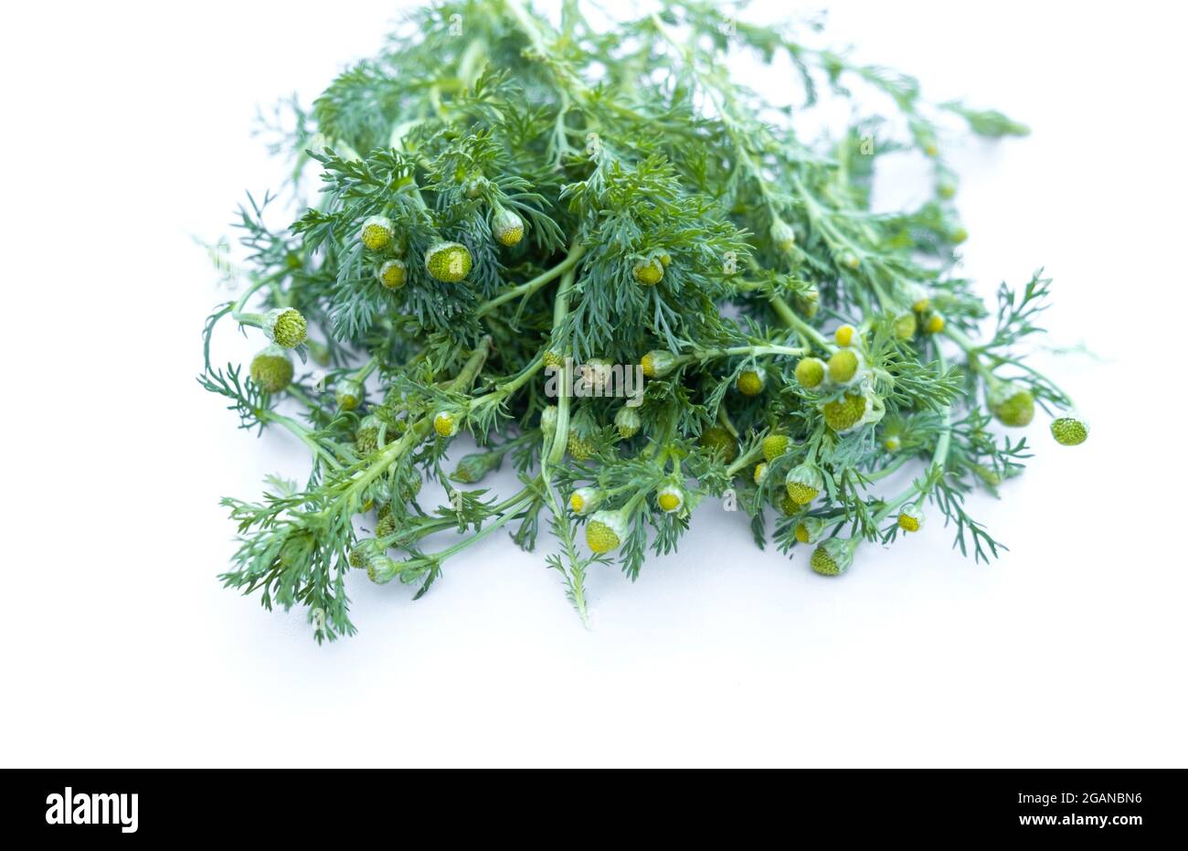 Pineappleweed riecht fast identisch mit Kamille, mit einem Ananas-Unterton. Stockfoto Pineappleweed riecht fast identisch mit Kamille, mit einem Ananas-Unterton. Stockfoto