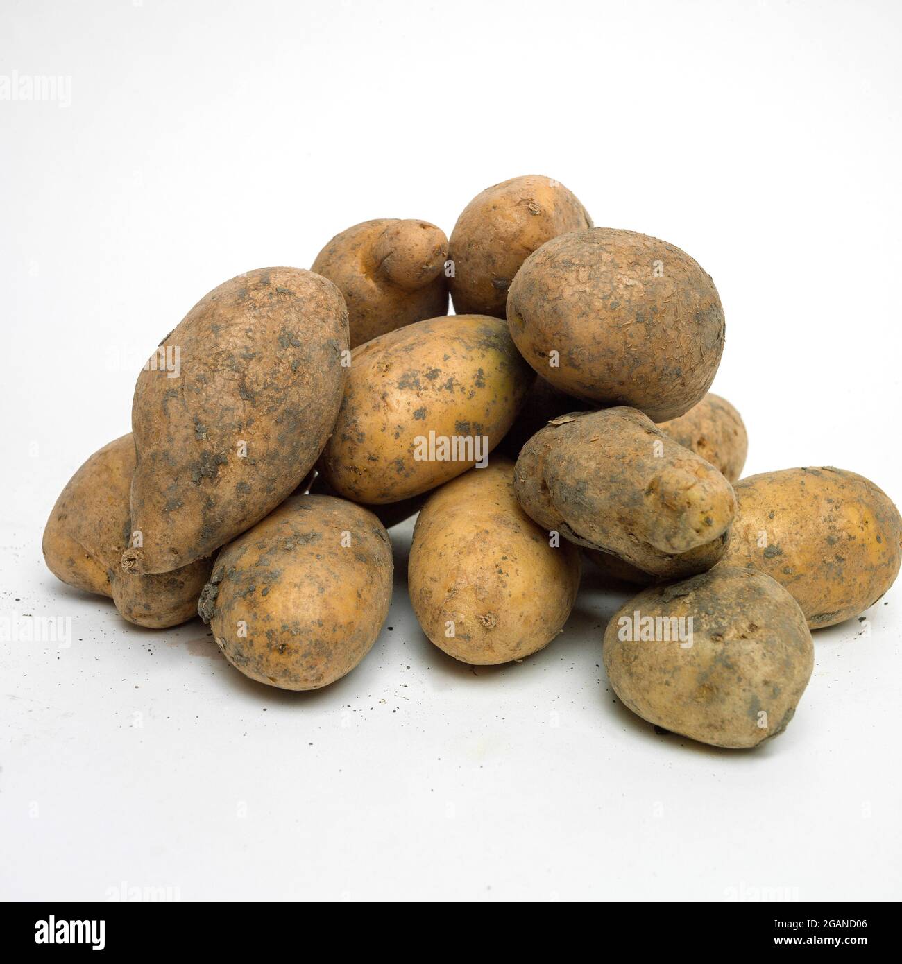 Kartoffeln auf weißem Hintergrund, Studioaufnahme Stockfoto