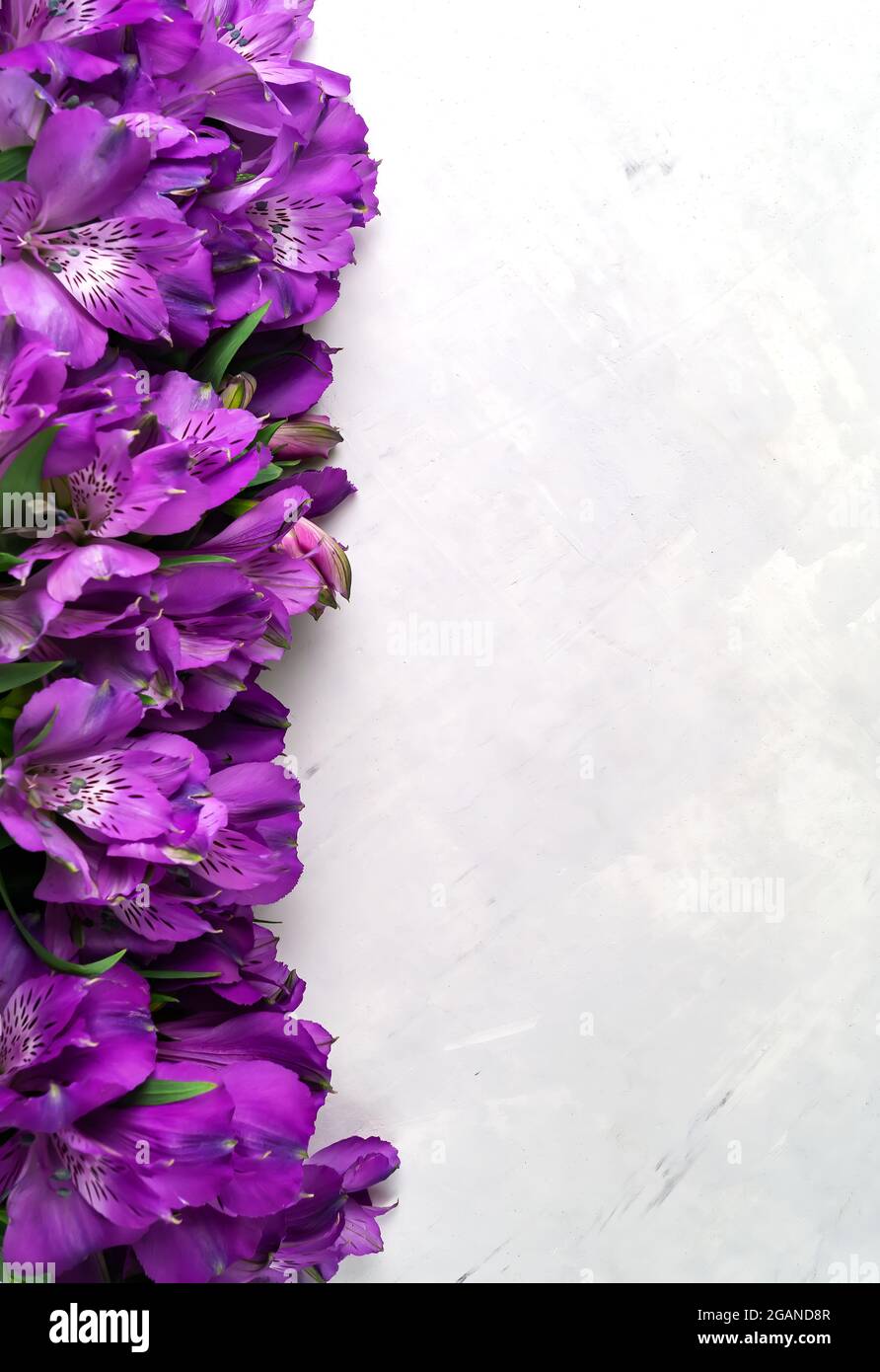 Die Reihe Violet Alstroemeria liegt auf einem konkreten Hintergrund. Bouquet. Speicherplatz kopieren. Vertikales Foto. Postkartenkonzept. Stockfoto