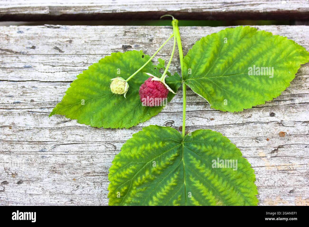 Ein Blatt aus einem Himbeerbusch und frisch gepflückten reifen, saftigen, süßen rosa Beere auf einem holzigen Hintergrund Draufsicht. Beerenmarkt. Sommerernte im Garten Stockfoto