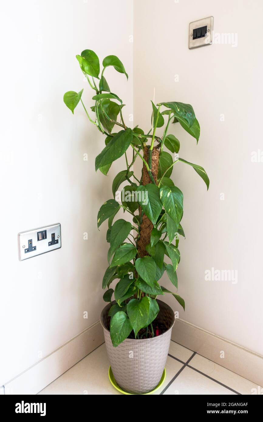 Eipremnum Aurem oder Devils Ivy Pflanze in einem Topf in der Zimmerecke platziert Stockfoto
