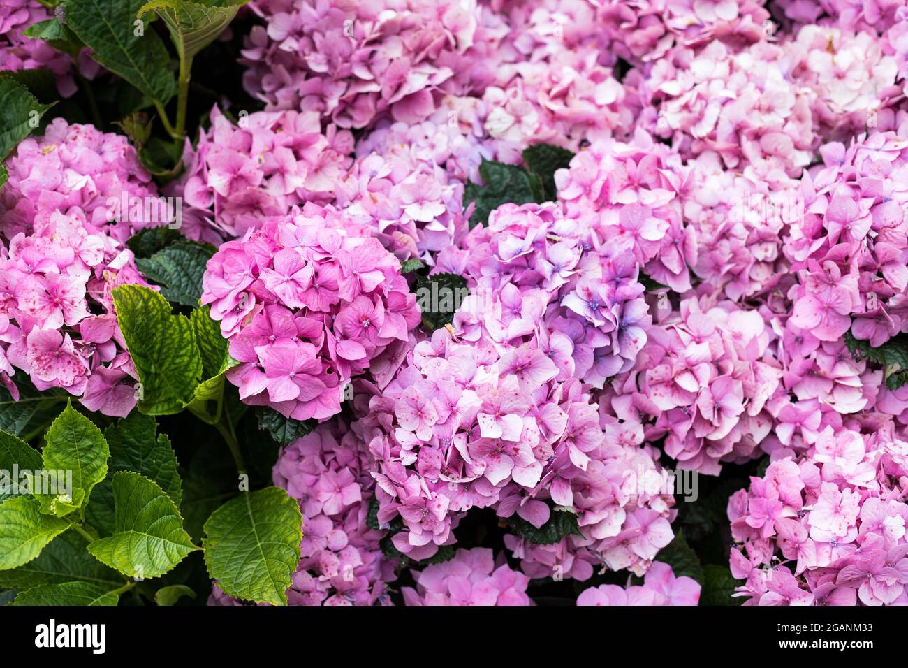 Nahaufnahme einer Gruppe von rosa gepunkteten Hortensien-Blütenköpfen. Stockfoto