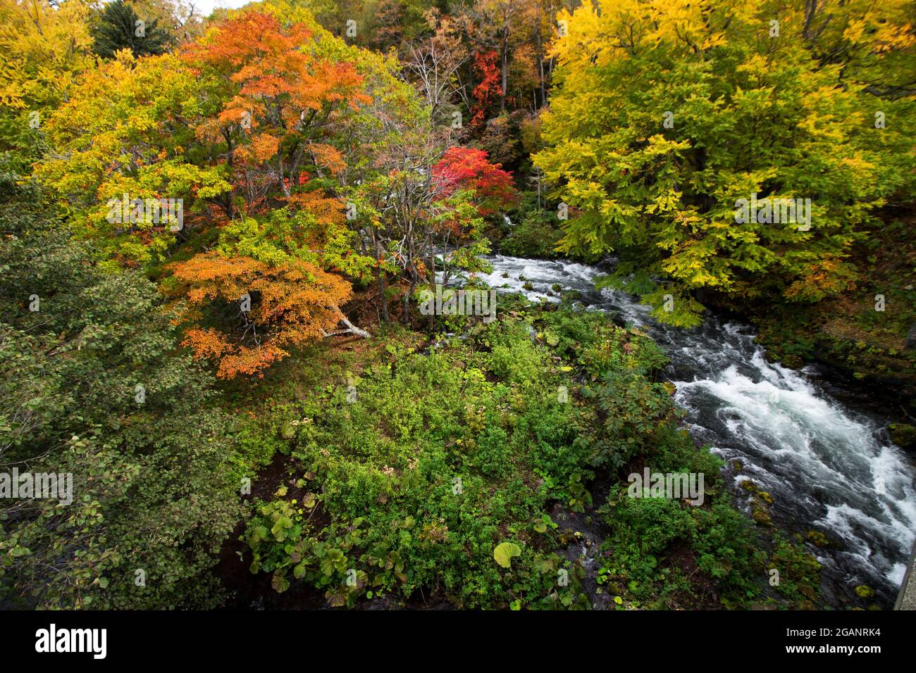 Wunderschöne herbstliche Landschaft des Flusses Akan von der Takimi-Brücke aus gesehen, einem Touristenziel in Hokkaido, Japan Stockfoto