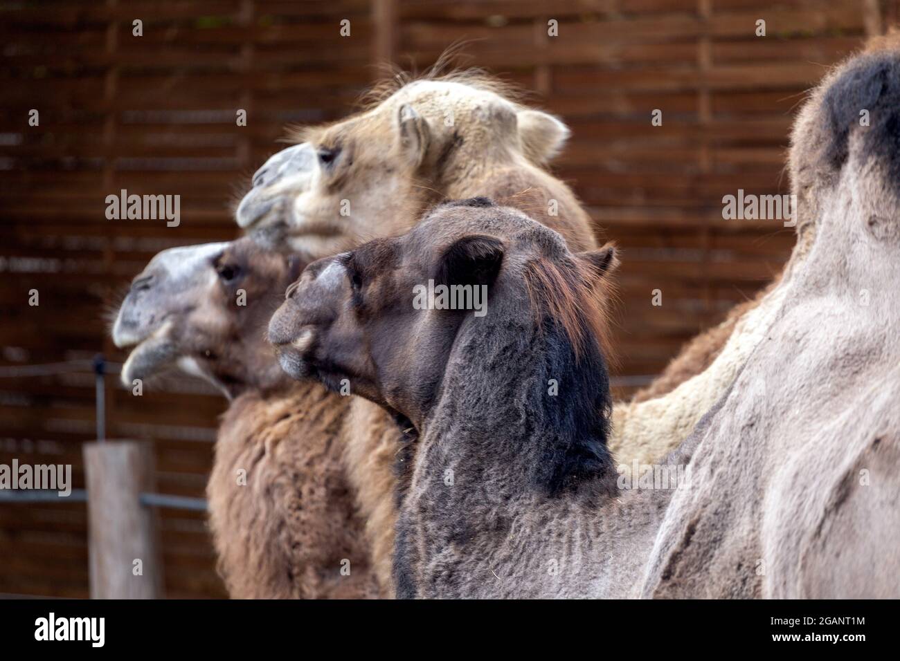 Baktrische Kamele (Camelus bactrianus), auch bekannt als mongolisches ...