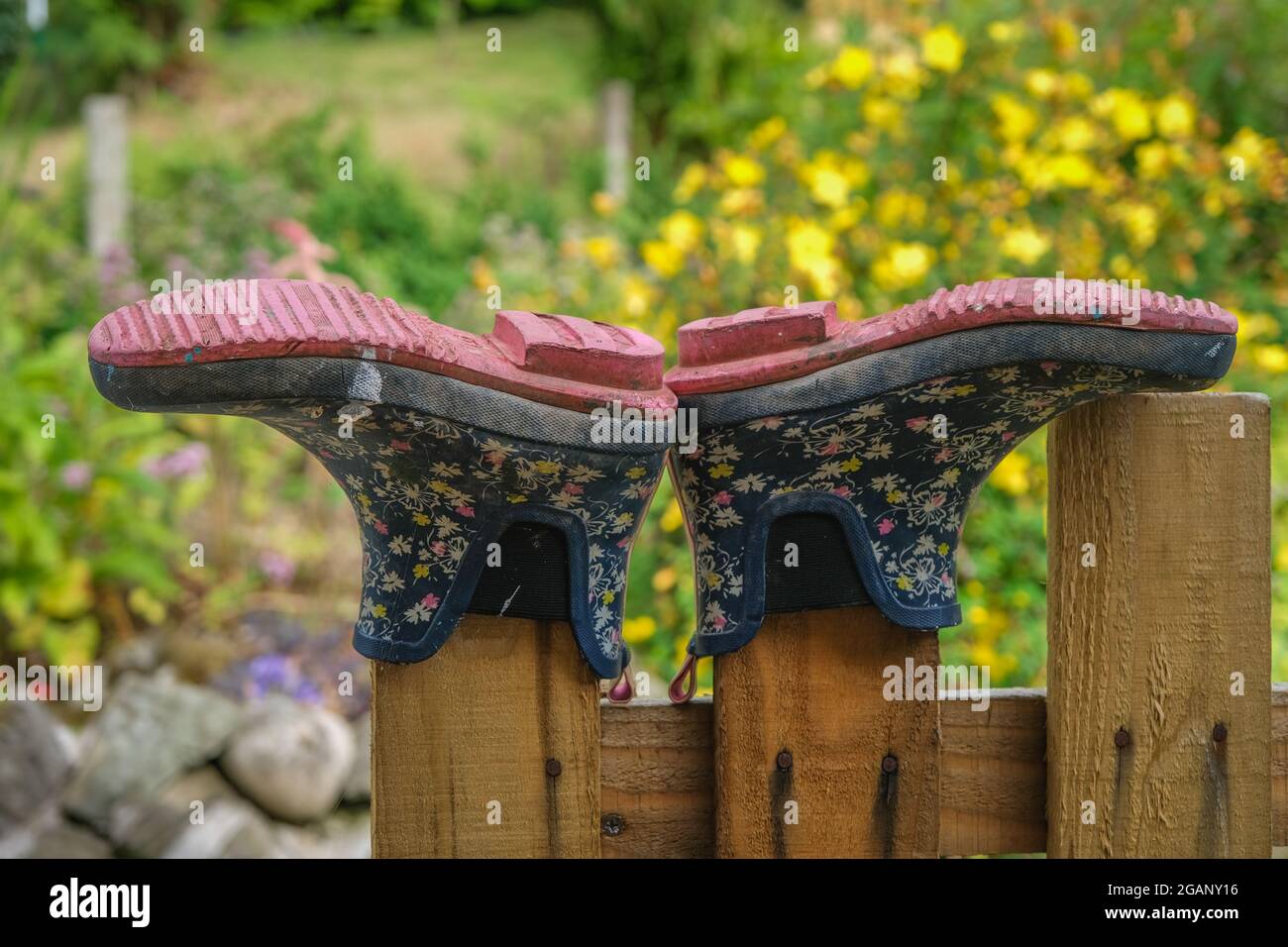 Kleine gummistiefel trocknen kopfüber auf einem Pfostenzaun in einem Garten. Stockfoto