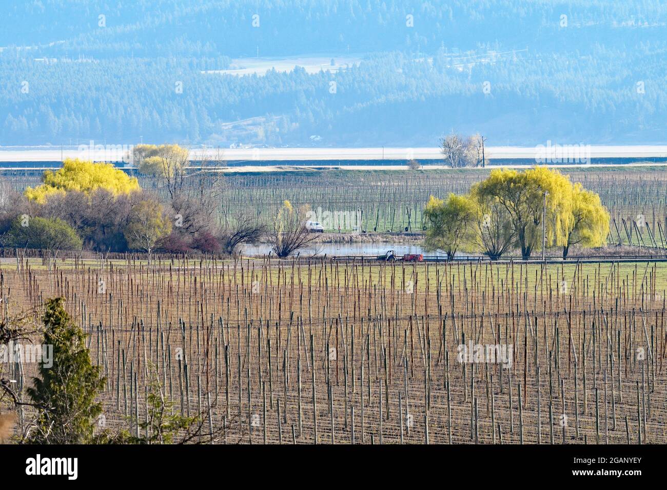 Elk Mountain Farms, größte Hopfenfarm der Welt im Besitz von Anheuser-Busch, Kootenai River. Bonners Ferry, North Idaho. (Foto von Randy Beacham) Stockfoto