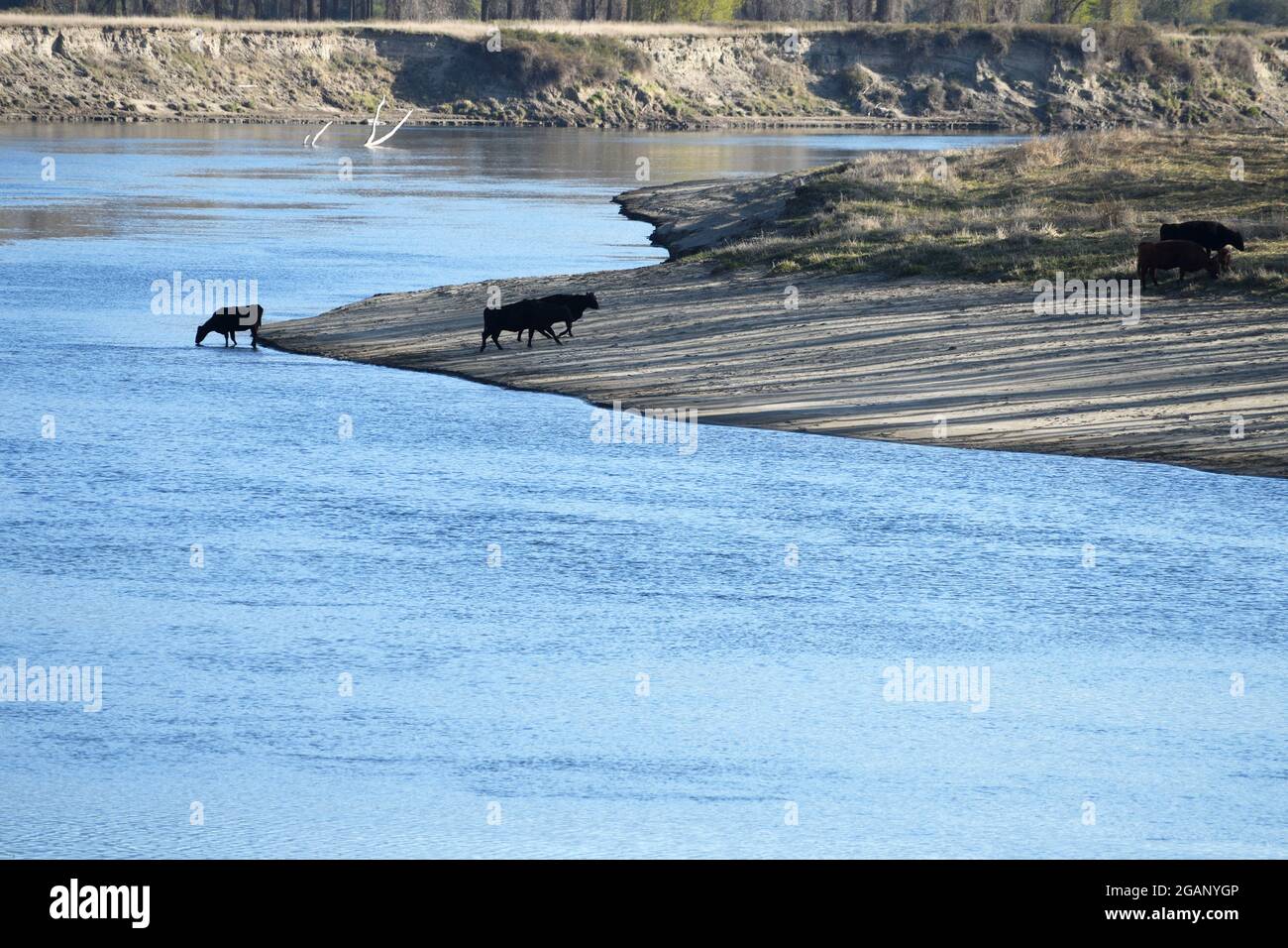 Rinder trinken vom Kootenai River im Frühjahr. Boundary County, North Idaho. (Foto von Randy Beacham) Stockfoto