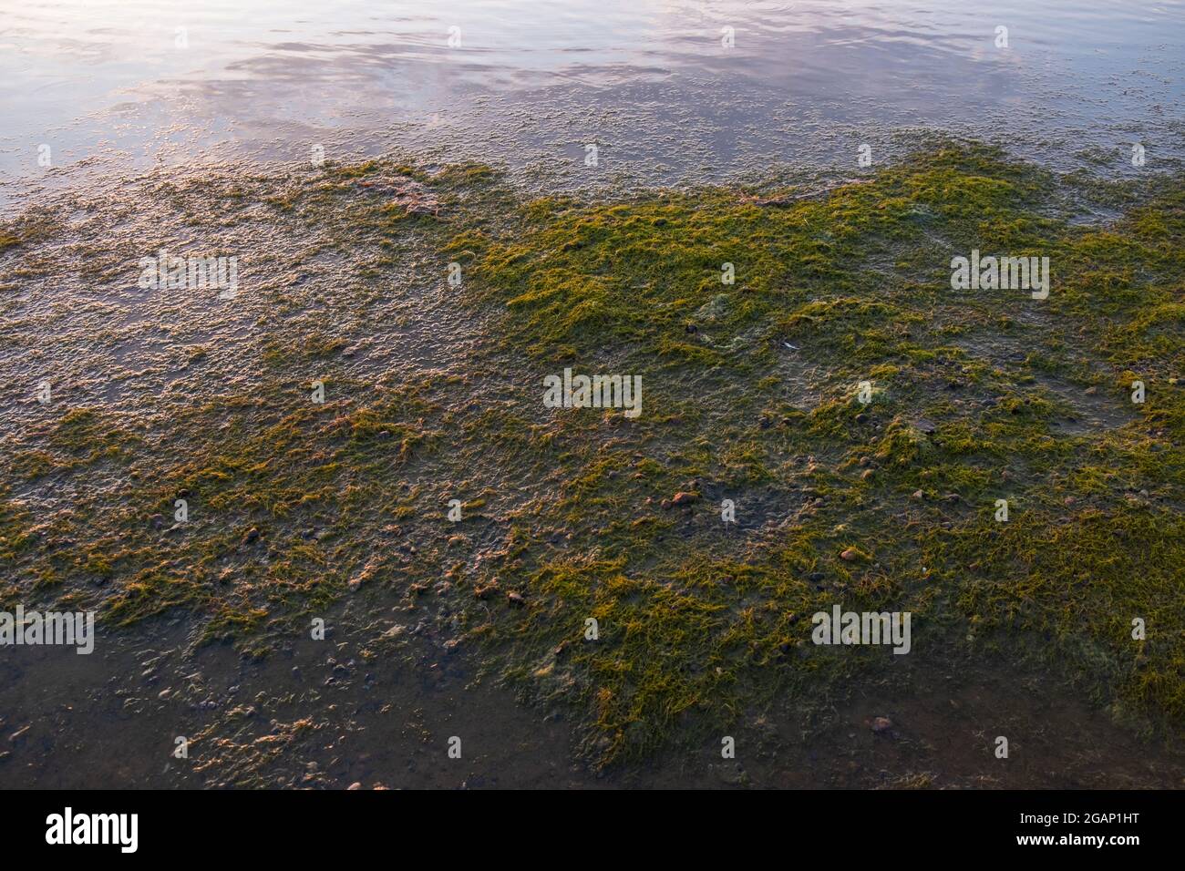 Seeufer voller blühender, stinkender Algen, die durch das heiße Sommerwetter ohne Wind verursacht werden. Sauberkeit und Qualität des Meerwassers. Stockfoto