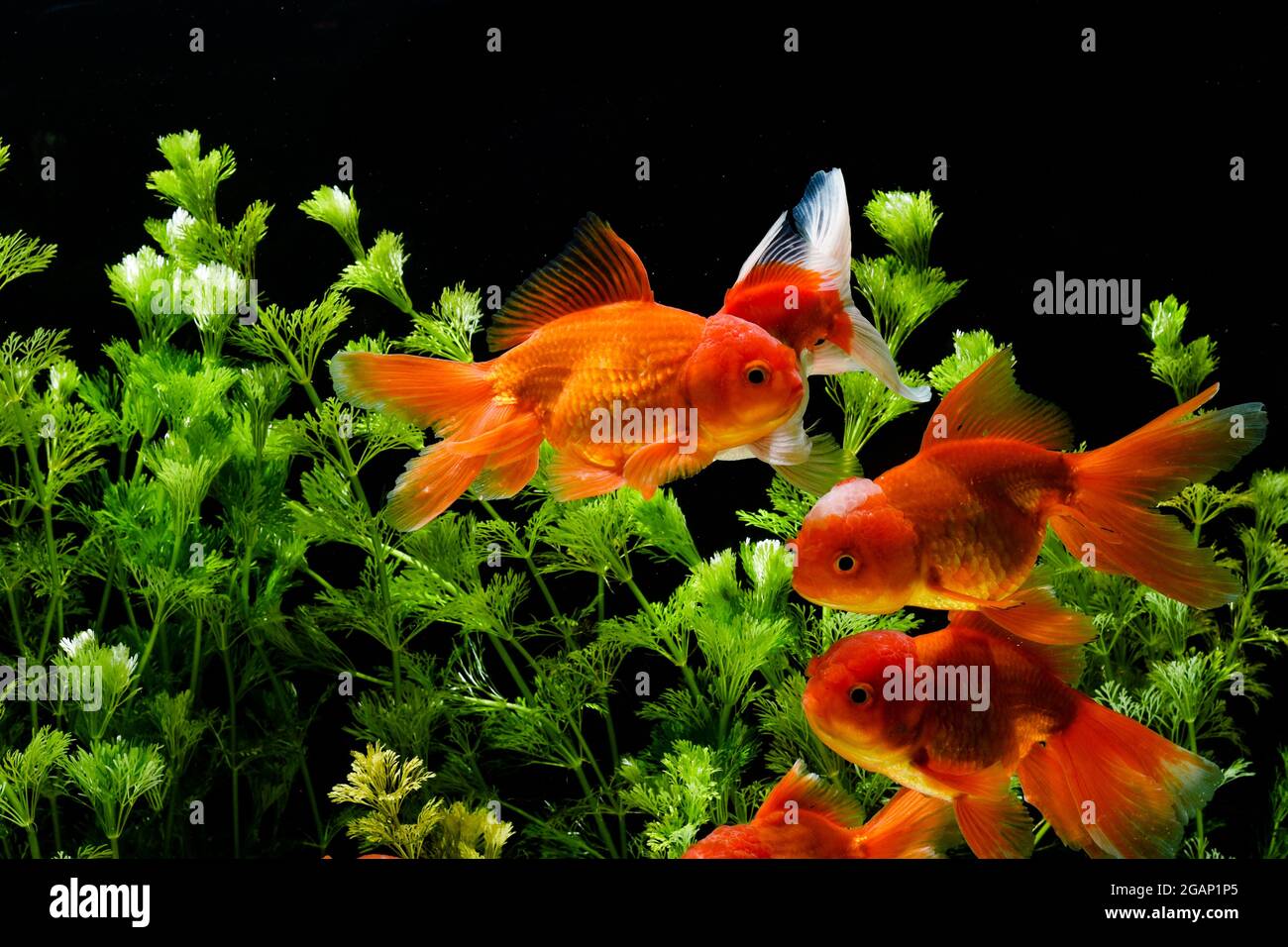 Goldfische im Aquarium mit grünen Pflanzen Stockfotografie Alamy