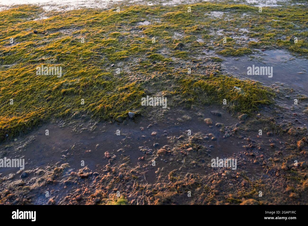 Seeufer voller blühender, stinkender Algen, die durch das heiße Sommerwetter ohne Wind verursacht werden. Sauberkeit und Qualität des Meerwassers. Stockfoto