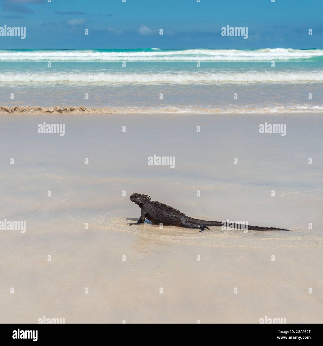 Marine Iguana (Amblyrhynchus cristatus) am Tortuga Beach im quadratischen Format, Insel Santa Cruz, Galapagos, Ecuador. Stockfoto