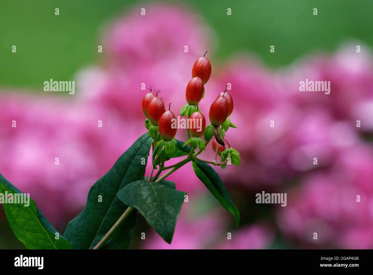 Hypericum androsaemum, rote Früchte von tutsan vor unscharfem rosafarbenem Hintergrund Stockfoto