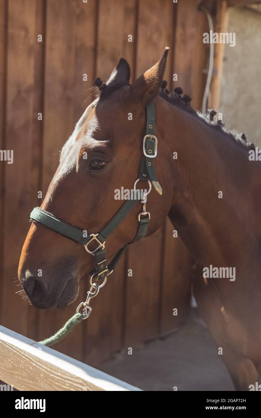 Tagsüber ein dunkles Lorbeer im Pferdestall. Der Pferdezügel ist an den Holzzaun auf der Pferdefarm gebunden. Konzept von Reitwettbewerben und für die Freizeit. Pferde streicheln. Stockfoto