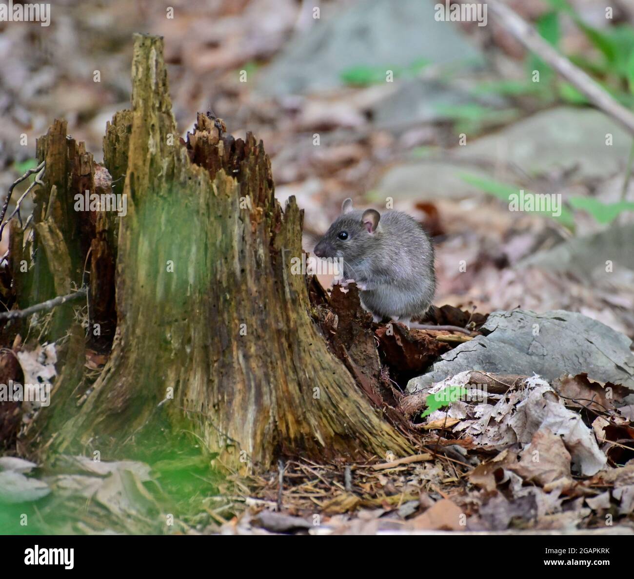 Wilde Holzmaus, die hinter einem Stumpf auf dem Waldboden herausguckt Stockfoto