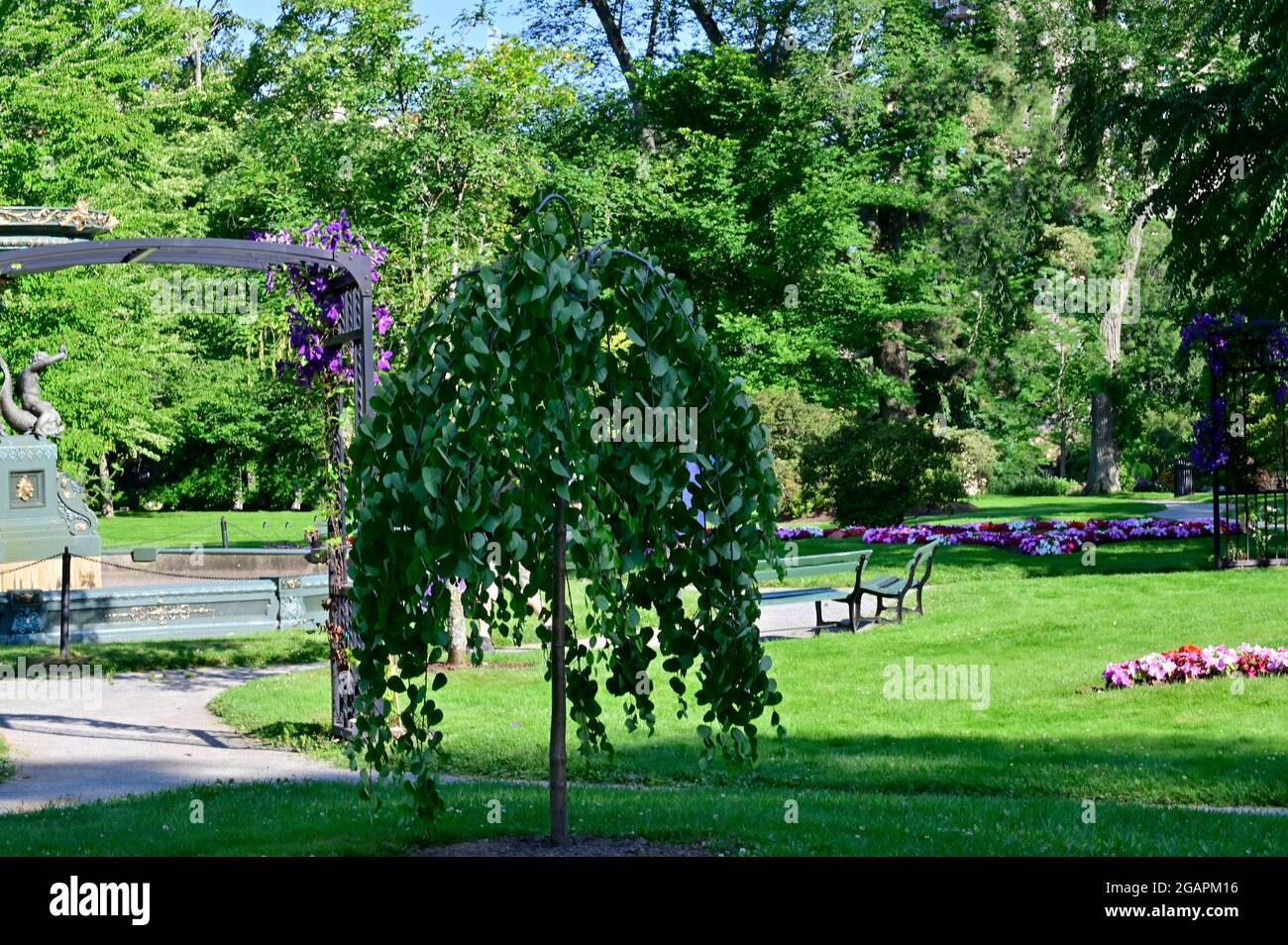 Kleiner grüner Baum auf dem Halifax Public Garden. Stockfoto