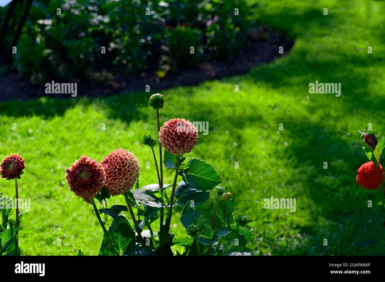 Orangefarbene Dahlie auf grünem Hintergrund in einem öffentlichen Garten. Stockfoto