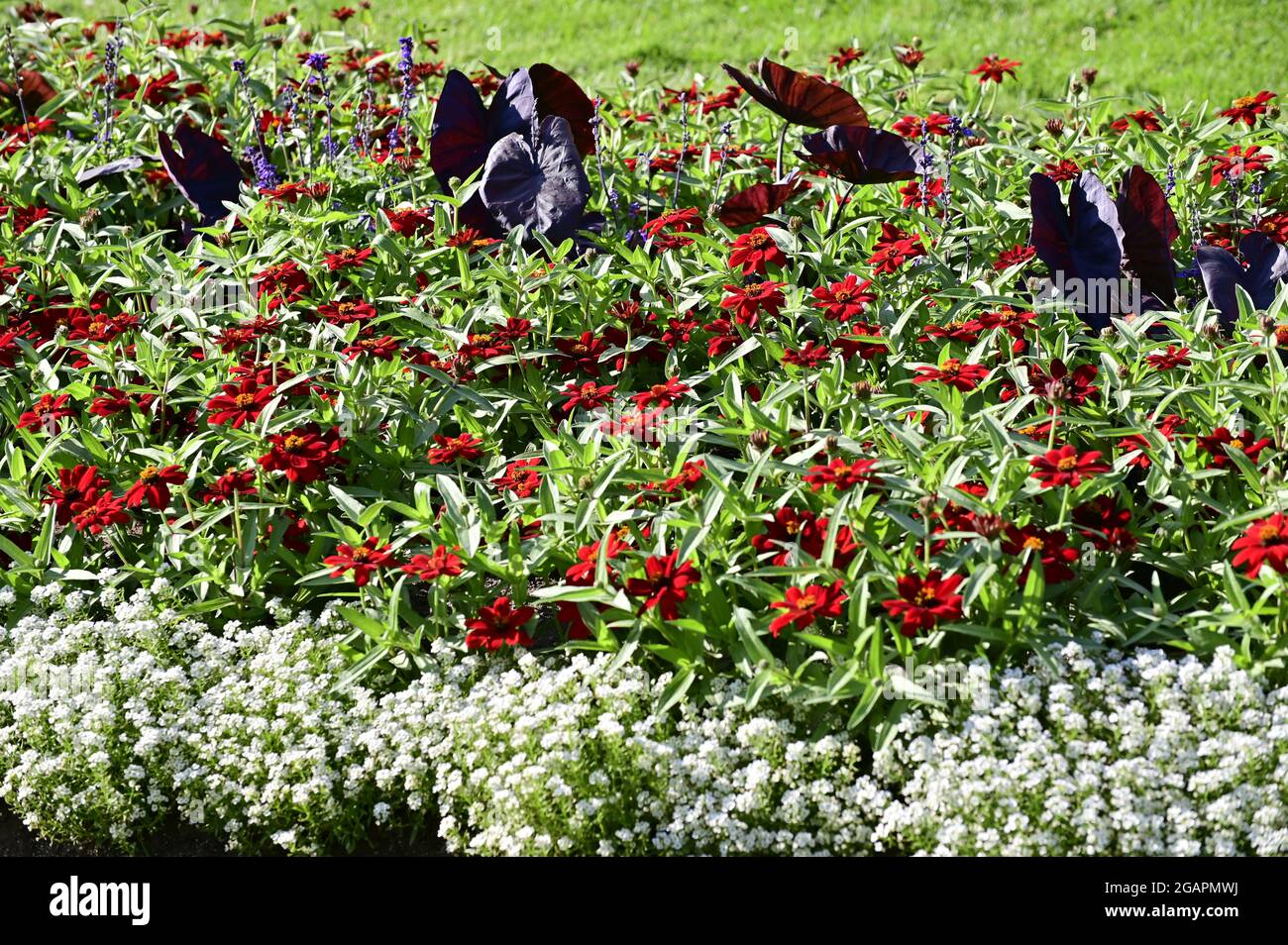 Multi Blume im Garten Stockfoto