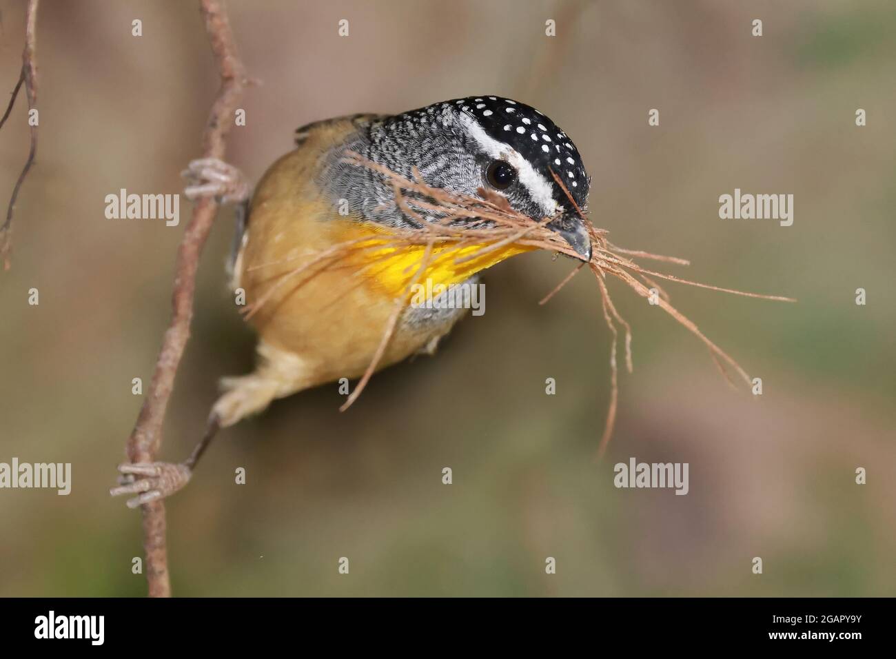 Gepunkteter Pardalote mit Nesting-Material Stockfoto