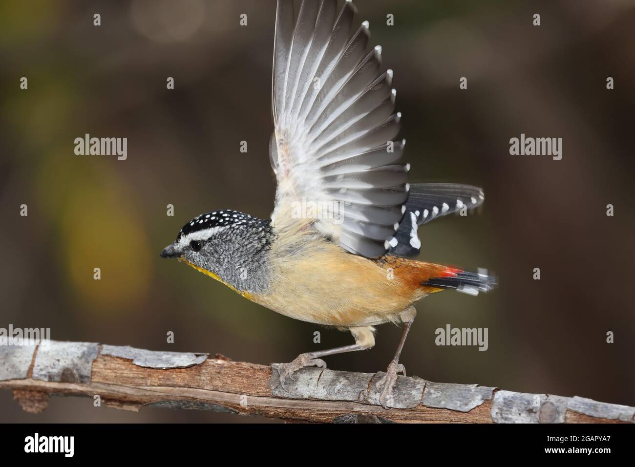 Männliche gepunktete Pardalote mit offenen Flügeln Stockfoto