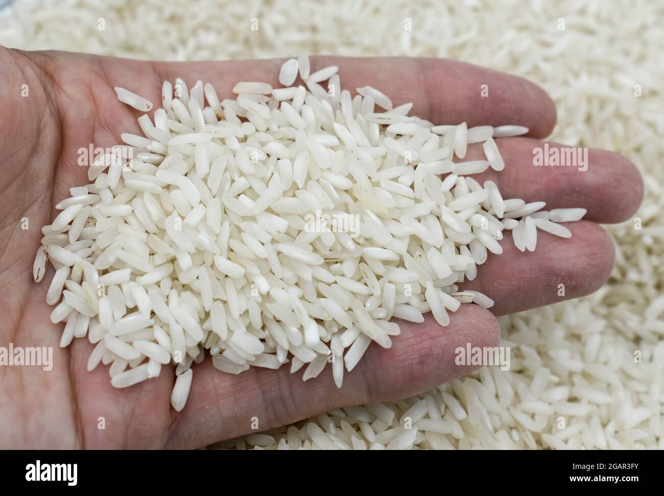 Oryza glaberrima Fotos und Bildmaterial in hoher Auflösung Alamy