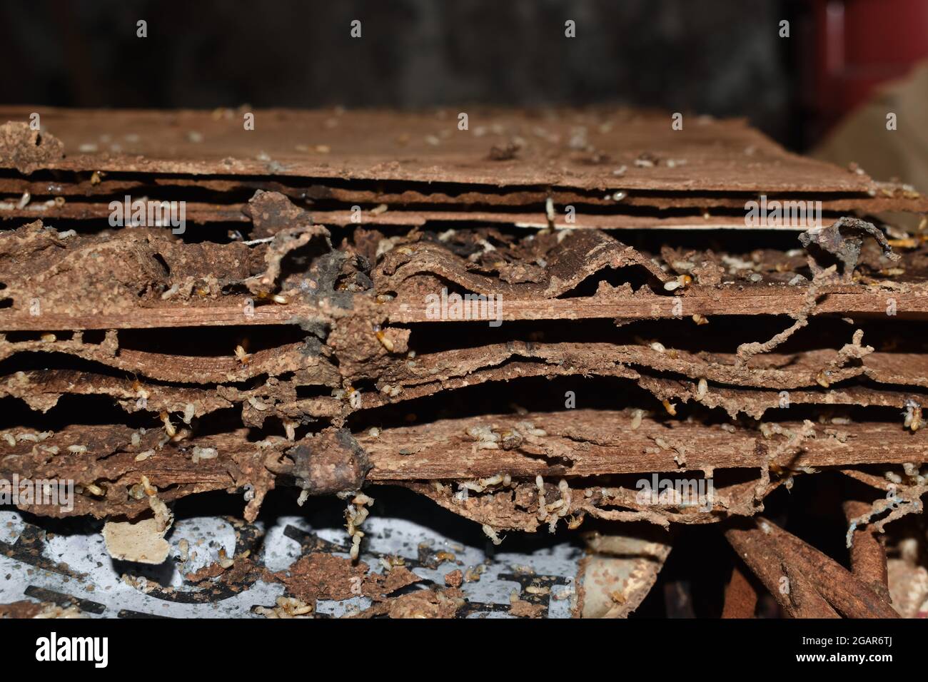 Holzschichten, die durch viele Termiten beschädigt wurden. Tote Termiten. Stockfoto