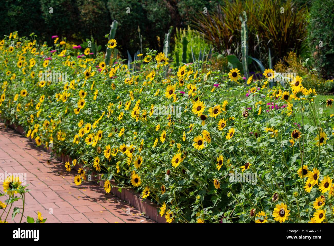 Nahaufnahme eines Randes von leuchtend gelben Kegelblumen (Echinacea paradoxa) in einem sonnigen Ziergarten Stockfoto