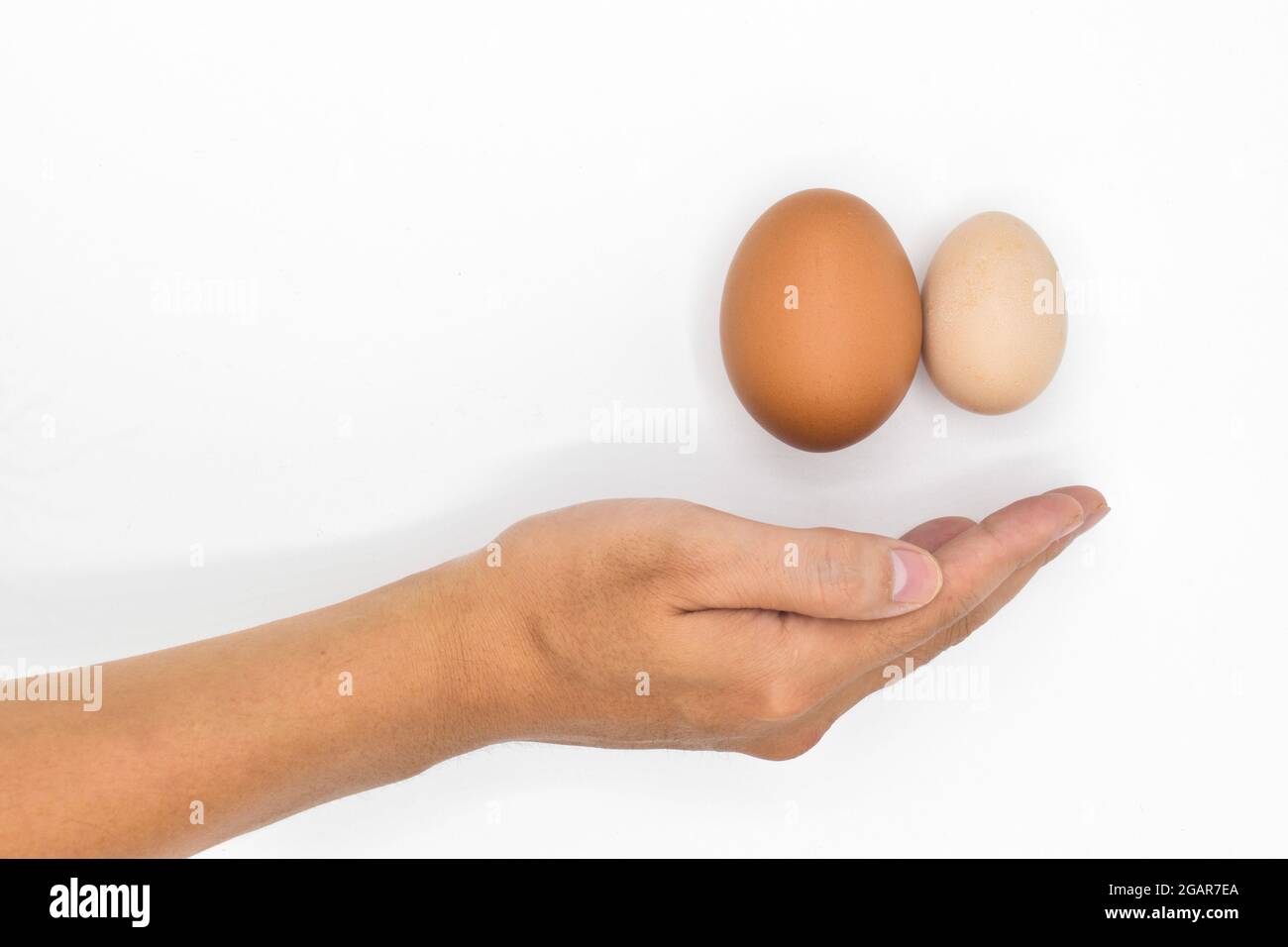 Konzept der rechtsseitigen Skrotalschwellung oder Hodenschmerzen. Vergleich von Standard-Hühnereiern und bantam-Eiern. Textbereich vorhanden. Isoliert auf Weiß. Stockfoto