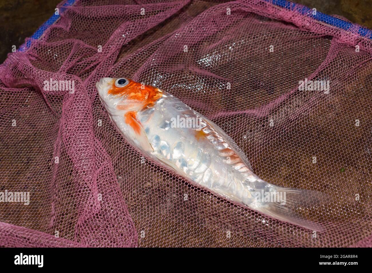 Kohaku Koi-Fische starben an schlechter Wasserqualität, d. h. Ammoniakvergiftung. Vom Fischernetz eingefangen. Rechte untere Ansicht. Stockfoto