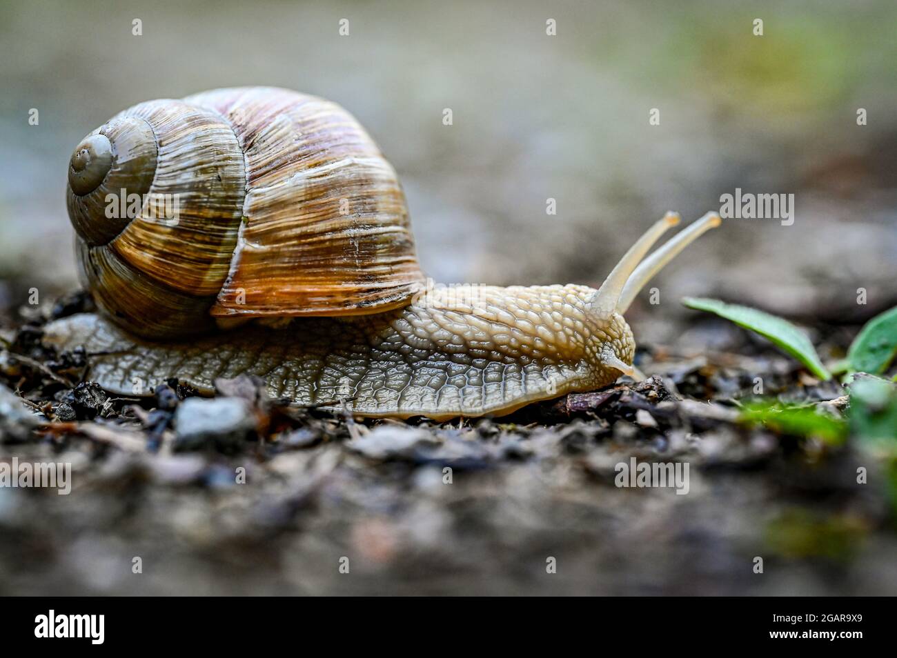 Roman Snail Helix pomatia auf der Straße Stockfoto