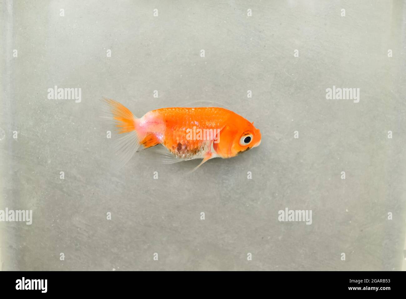 Goldfisch Liegt Auf Der Seite Und Bewegt Sich Kaum Der Löwenkopf-Goldfisch starb an der schlechten Wasserqualität, d. h