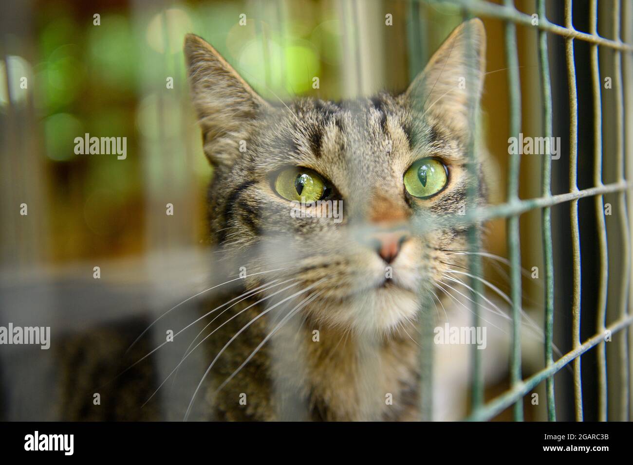 Halberstadt, Deutschland. Juli 2021. Katze 'Richy' schaut durch die Gitter  des Katzenhauses der Halberstadt verloren und gefunden. Hier warten viele  Tiere auf ein neues Zuhause. Nach Angaben des Tierschutzverbandes gibt es in