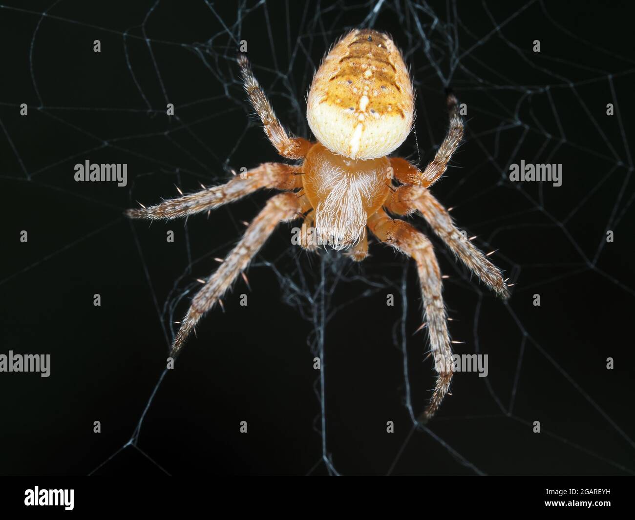 Spinne identifiziert als Araneus diadematus, dorsale Ansicht - Makrofotografie Stockfoto