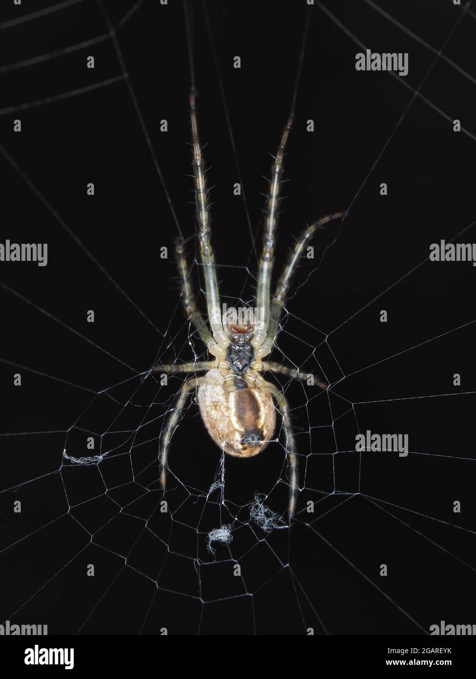 Spider identifiziert als Araneus diadematus, ventrale Ansicht - Makrofotografie Stockfoto