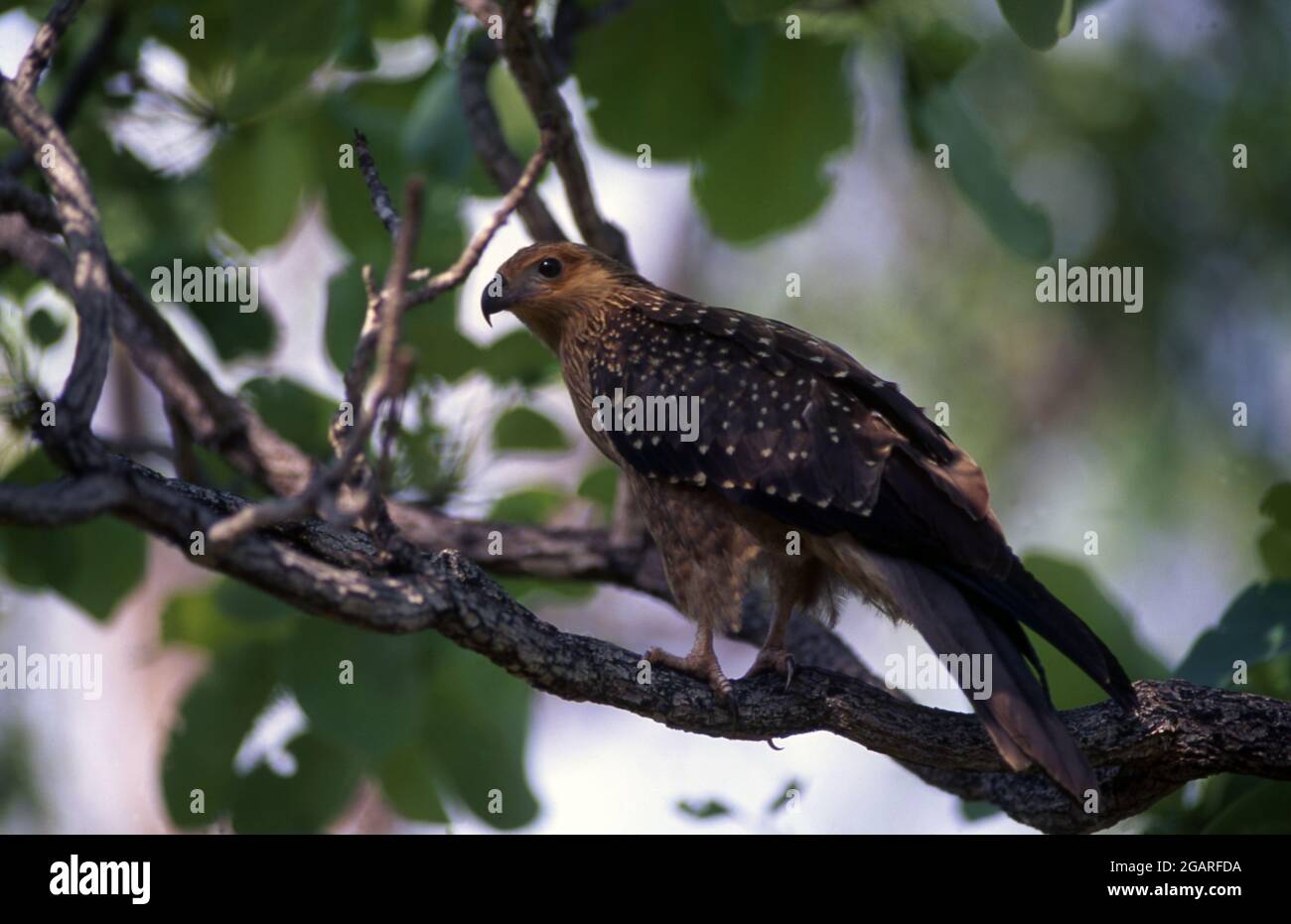 EIN PFEIFENDER DRACHEN (HALIASTUR SPHEMURUS), HOCH OBEN IN EINEM BAUM IM WESTEN AUSTRALIENS. Stockfoto