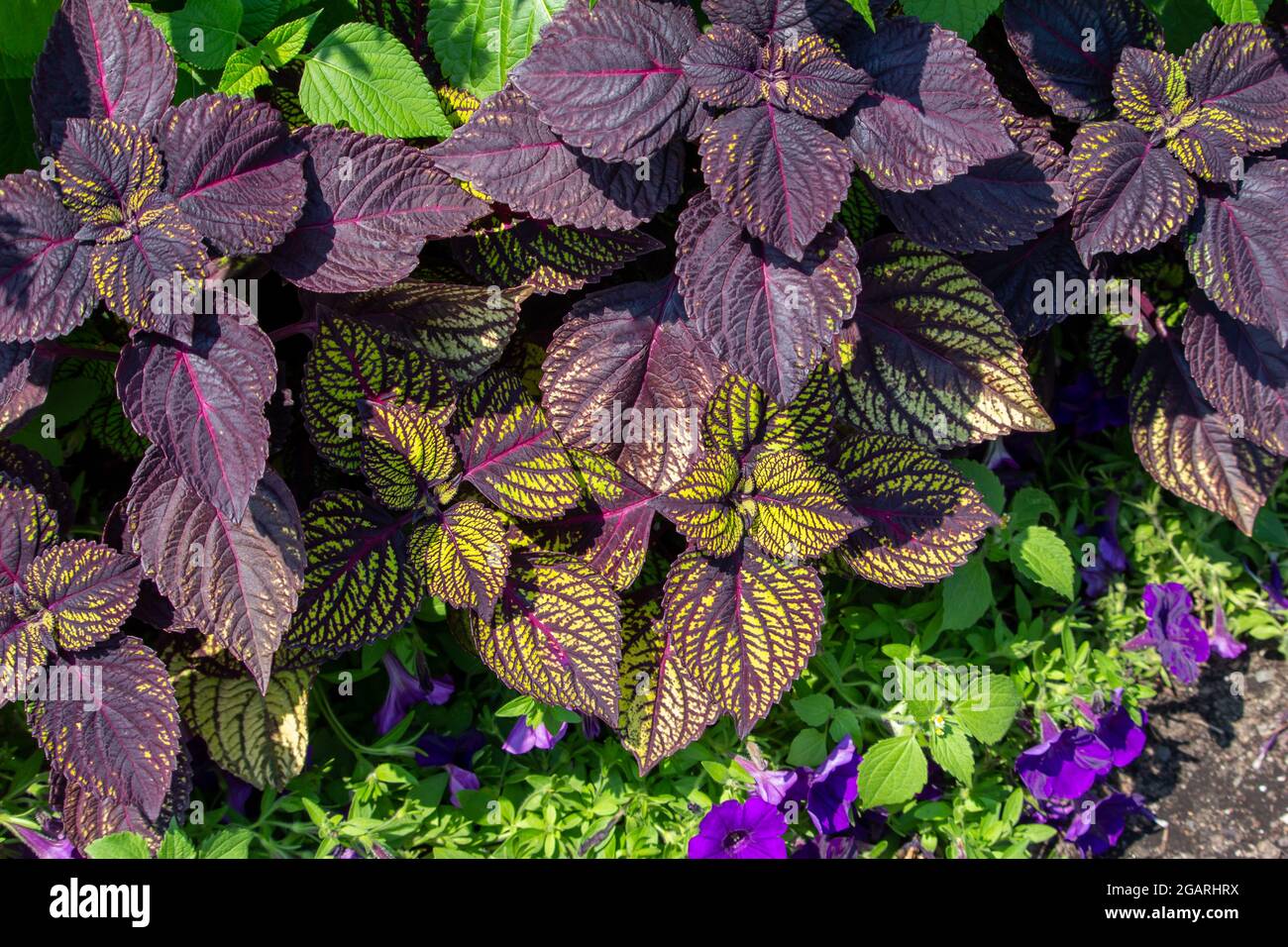 Nahaufnahme der wunderschönen violetten und gelben Koleus-Pflanzen (Coleus scutellarioides), die in einem Sommer-Ziergarten zu sehen sind Stockfoto