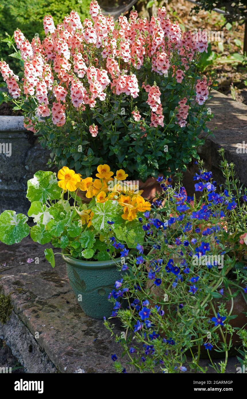 Diascia Aurora Apricot, Nasturtium Alaska Mixed and Blue Trailing Anagallis Skylover wächst in Töpfen auf Stein Terrasse im englischen Sommergarten Stockfoto