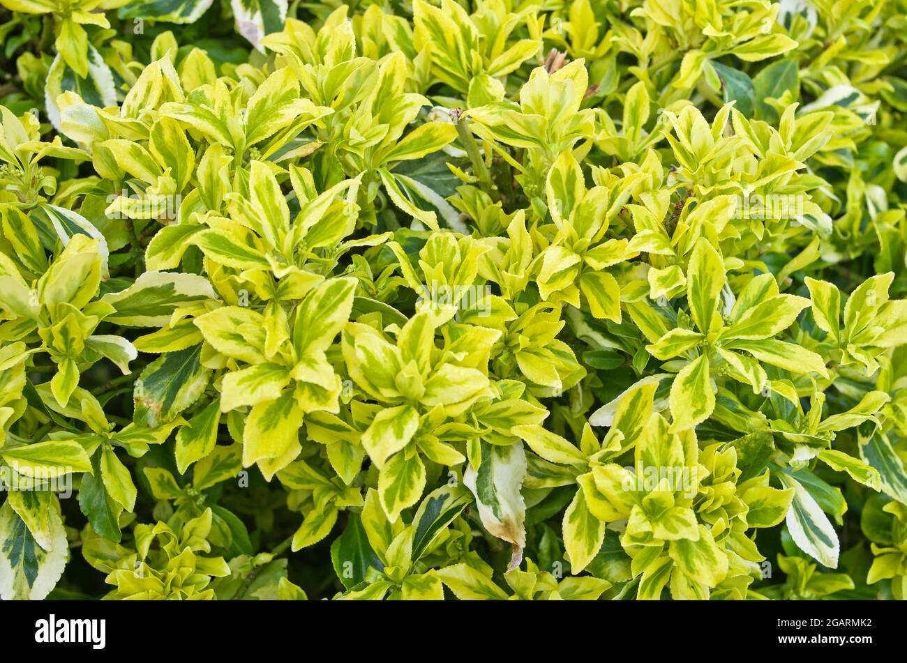 Nahaufnahme des sich entfaltenden gelben und grün gefärbten Laubs im Frühfrühling auf dem immergrünen Euonymus fortunei-Strauch, April, England Stockfoto